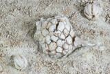 Crinoid (Dorycrinus) & Blastoid (Cryptoblastus) - Missouri #87313-2